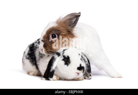 Adorable rabbits cuddling on white background Stock Photo