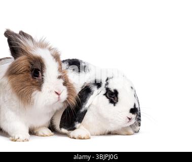 Two fluffy rabbits sitting closely on a white background Stock Photo