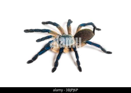 Peacock tarantula, Poecilotheria metallica, isolated on white Stock Photo