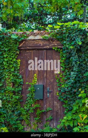 A weathered wooden door stands surrounded by vibrant green ivy, creating a serene atmosphere in a private garden. Stock Photo