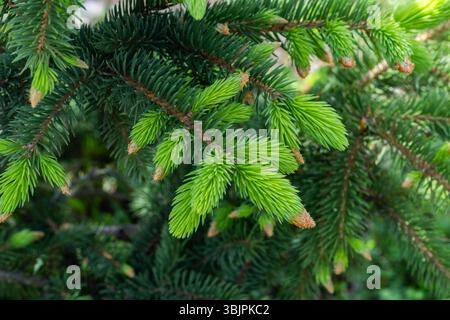 Green spruce branches with young cones closeup on blurred background Stock Photo