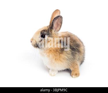 Adorable baby rabbit sitting and looking to the side on a seamless white background Stock Photo