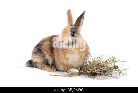 Adorable baby rabbit sitting next to a pile of hay, isolated on a white background, perfect for easter or pet related projects Stock Photo