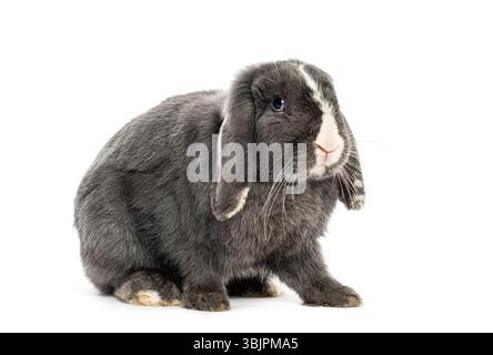 Adorable grey mini lop rabbit sitting and looking curious on a seamless white background Stock Photo