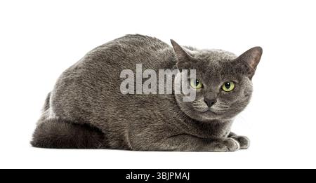 Gray Korat cat with yellow eyes lying down and looking forward on a white background Stock Photo