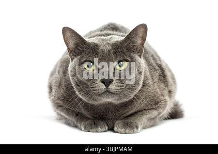 Korat cat lying down and staring intensely, isolated on white background Stock Photo