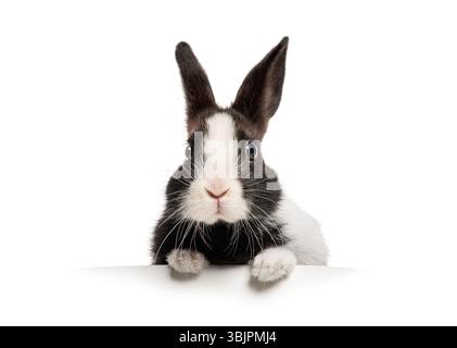 black and white bunny peeking over a blank white banner, isolated on white Stock Photo