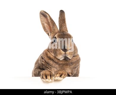 Adorable brown rabbit with long ears peeking over a white surface, paws resting on the edge Stock Photo