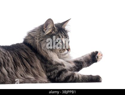 Playful norwegian forest cat lying down and reaching with its paw on white background Stock Photo