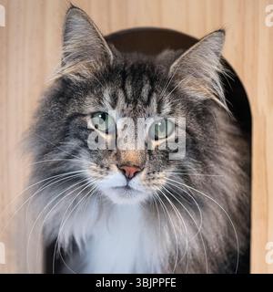 Portrait of a beautiful norwegian forest cat resting inside a comfortable wooden cat house Stock Photo