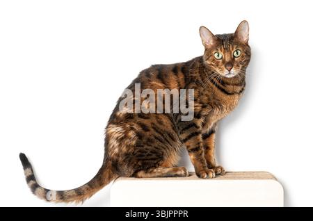 Studio shot of a bengal cat sitting on a scratching post, isolated on a white background Stock Photo