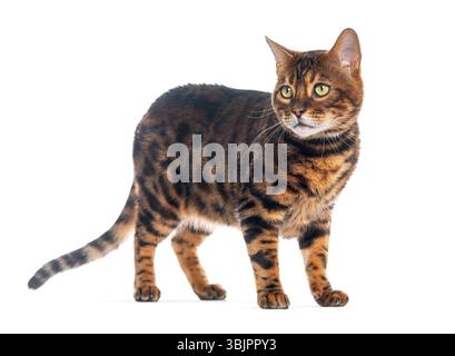 Playful bengal cat standing and looking away from camera on white background Stock Photo