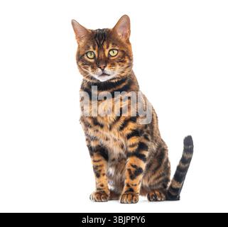 Studio shot of beautiful bengal cat sitting and looking forward on white background Stock Photo