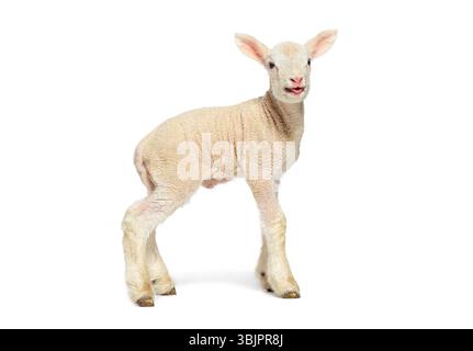 Adorable lamb bleating, isolated on white background, four days old, perfect for agricultural or livestock concepts Stock Photo