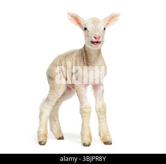 Cute lamb bleating, isolated on white background, two days old Stock Photo