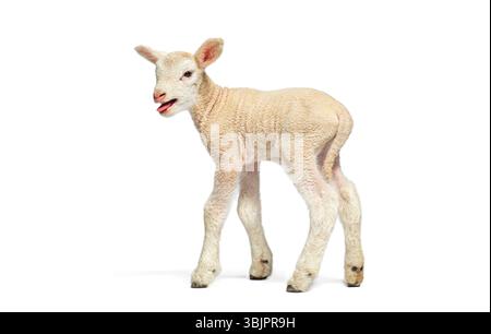 Adorable lamb bleating on white background, showing its tongue, two days old Stock Photo