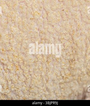 Macro photography reveals intricate details of sheep wool, highlighting its softness and unique texture Stock Photo