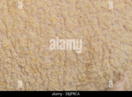 Detailed macro shot showcasing the texture and delicate fibers of sheep wool, highlighting its natural patterns and softness Stock Photo