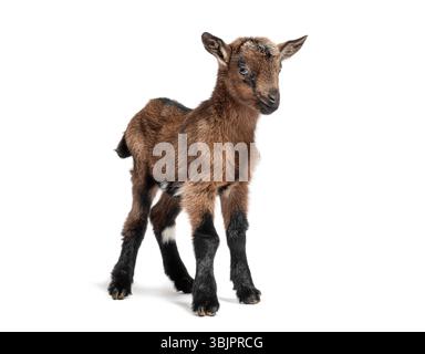Brown and black young goat standing on a white background Stock Photo
