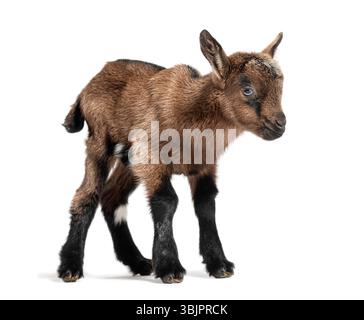 Brown and black baby goat kid walking on a white background Stock Photo