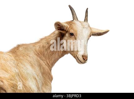 Domestic goat turning its head and looking backwards on a white background Stock Photo
