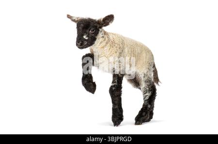 Playful lamb jumping, showcasing its thick white and black fur against a clean white backdrop Stock Photo