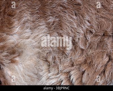 Detailed texture of brown and white cameroon sheep fur creating a soft, warm, and natural background Stock Photo