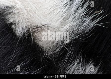 Detailed close up of black and white Holstein Friesian cow fur reveals soft texture, ideal for nature and wildlife projects Stock Photo