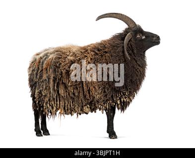Jacob sheep standing and looking up isolated on white background Stock Photo