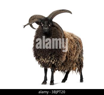 Four horned jacob sheep with thick, multi colored fleece, exuding an aura of strength and wild beauty Stock Photo