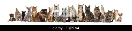 Many different breeds of cats sitting and posing together on a transparent background Stock Photo