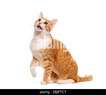 Ginger and white cat sitting with paw raised and mouth open looking up on white background Stock Photo