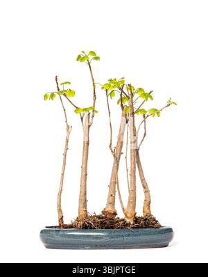 Small ginkgo bonsai starting to grow new leaves in a blue ceramic pot Stock Photo