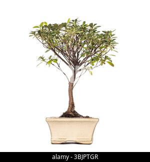 Studio shot of a small Rhododendron bonsai tree growing in a beige pot, isolated on a white background Stock Photo
