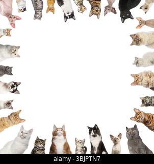 Cats of different breeds making a frame on a white background Stock Photo