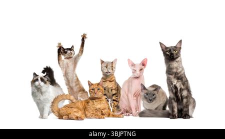 Seven cats of different breeds are sitting and standing on a white background Stock Photo