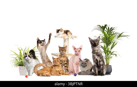 Group of various cat breeds sitting, lying, and playing together, surrounded by houseplants and a cat tree, isolated on white Stock Photo