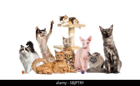Different cat breeds posing together around a cat tree on white background Stock Photo