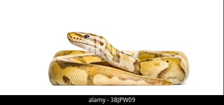 Firefly python snake looking up, isolated on white Stock Photo