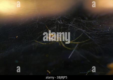 In spider's den. Another Fallujah (killing machine), snare. Window into world of ultra macro Stock Photo