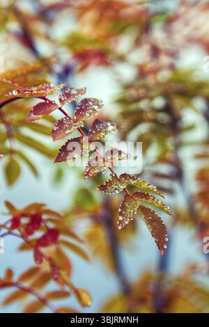 Northern autumn. Red leaves of mountain ash covered with large drops of dew on background of lake and forest Stock Photo
