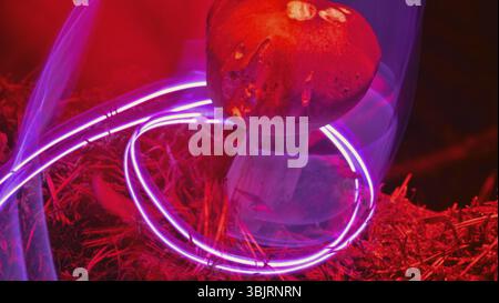 Neon magic mushroom in forest on moss. Psychedelic effects of night fairy forest. Mysterious mushrooms in neon lights Stock Photo