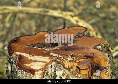 Forestry. Birch stumps after winter logging in the spring. The tree begins to secrete birch syrup Stock Photo