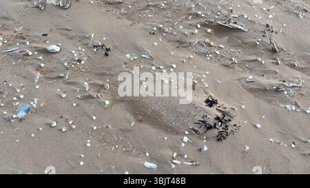 Windswept beach scene: close‑up seashells nestled in sand, grains blown into crevices, natural textures and muted tones revealing elemental coastal Stock Photo