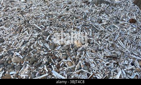 Windswept beach scene: close‑up seashells nestled in sand, grains blown into crevices, natural textures and muted tones revealing elemental coastal Stock Photo