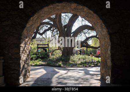 Ancient Tree Framed by Stone Archway in Sunlit Courtyard Stock Photo