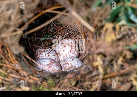 Carolina Wren (Thryothorus ludovicianus) nest with four eggs - Brevard, North Carolina, USA Stock Photo