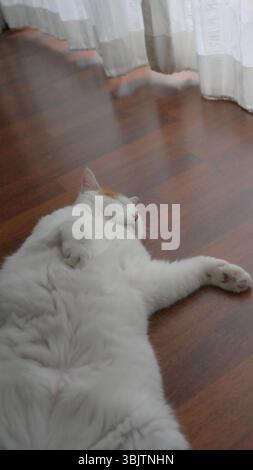 Sleeping white cat on the wooded floor Stock Photo