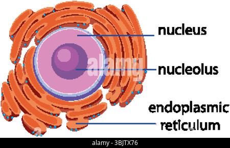 Detailed Vector Illustration of Endoplasmic Reticulum Membrane for Cell ...
