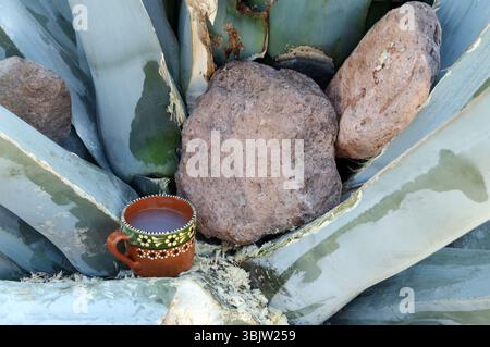 Mature agave hi-res stock photography and images - Alamy